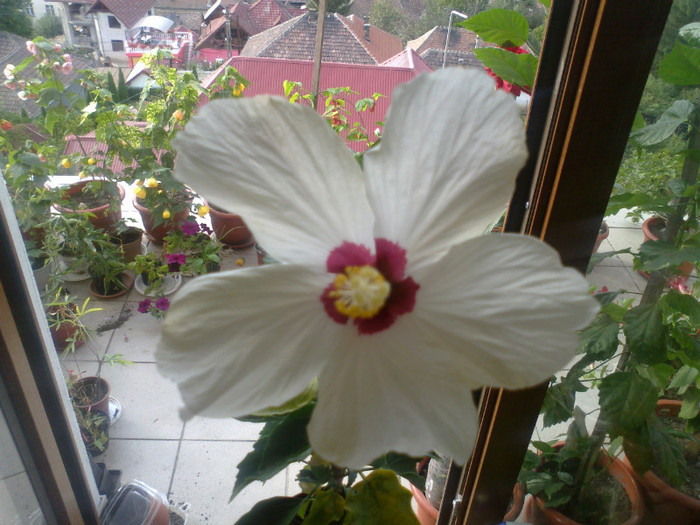 010920111070 - hibiscusi 2011