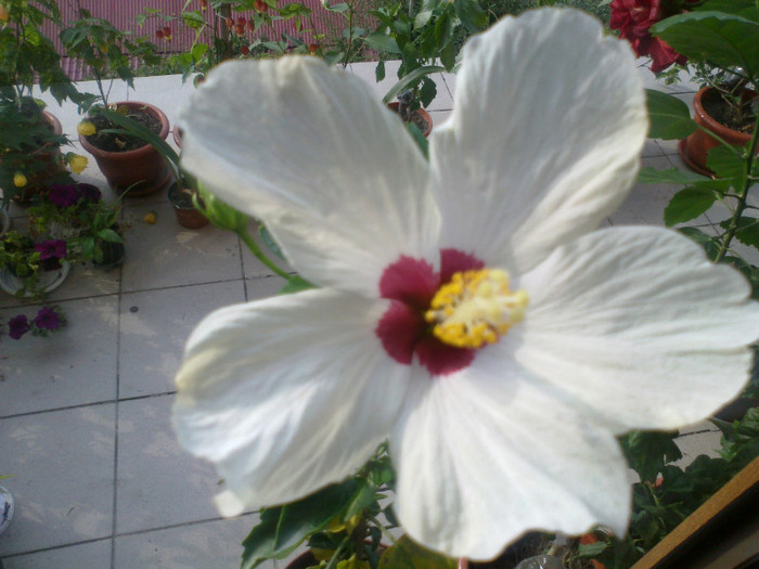 010920111071 - hibiscusi 2011