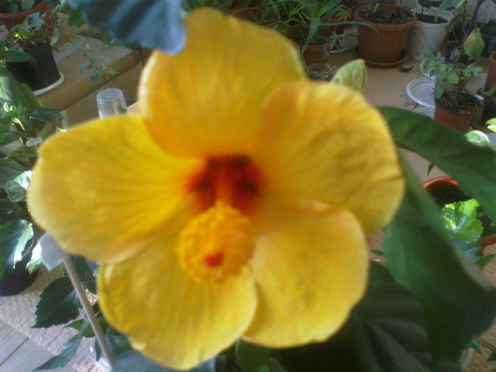 050920111072 - hibiscusi 2011