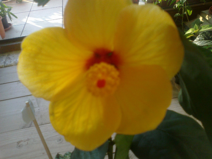 050920111073 - hibiscusi 2011