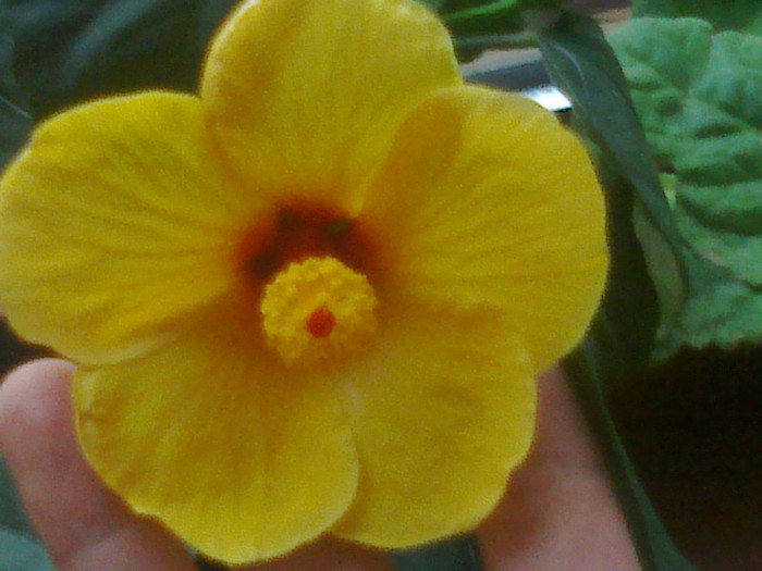 050920111074 - hibiscusi 2011