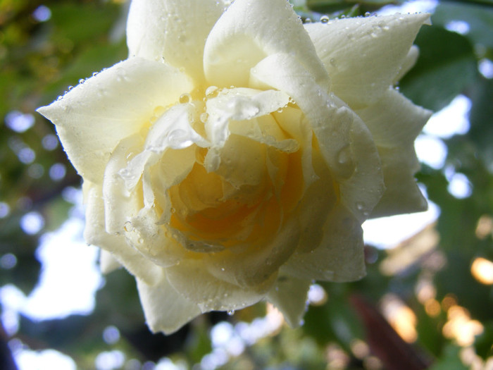 Tchaikovski; Floribunda-shrub(arbust),floare mare,peste 41 petale,parfum usor(2-3 din 5 puncte),h 1,5-1,85m
