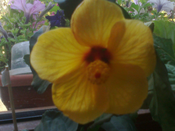 050920111075 - hibiscusi 2011