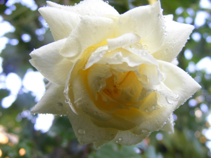 Tchaikovski; Floribunda-shrub(arbust),floare mare,peste 41 petale,parfum usor(2-3 din 5 puncte),h 1,5-1,85m
