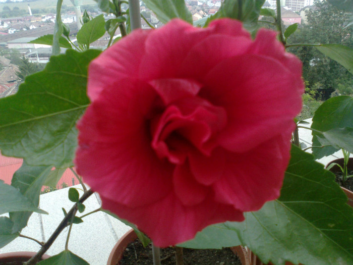 060920111077 - hibiscusi 2011