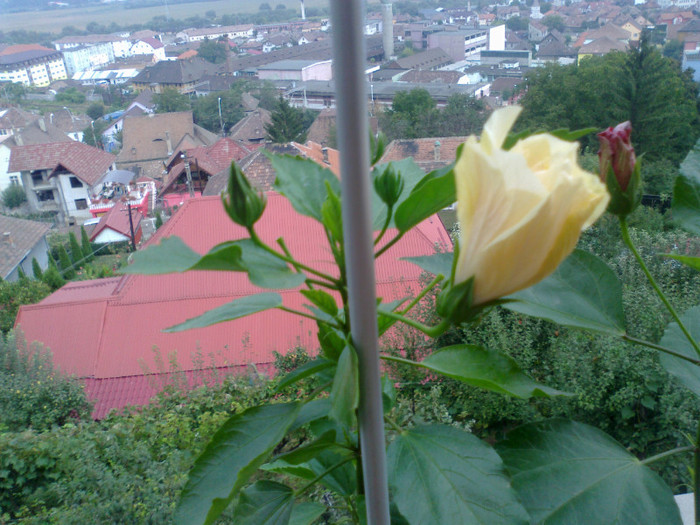 060920111079 - hibiscusi 2011