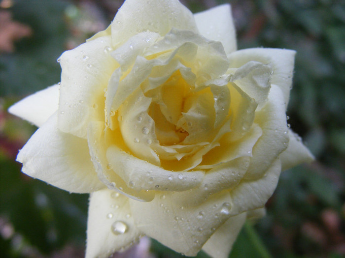 Tchaikovski; Floribunda-shrub(arbust),floare mare,peste 41 petale,parfum usor(2-3 din 5 puncte),h 1,5-1,85m
