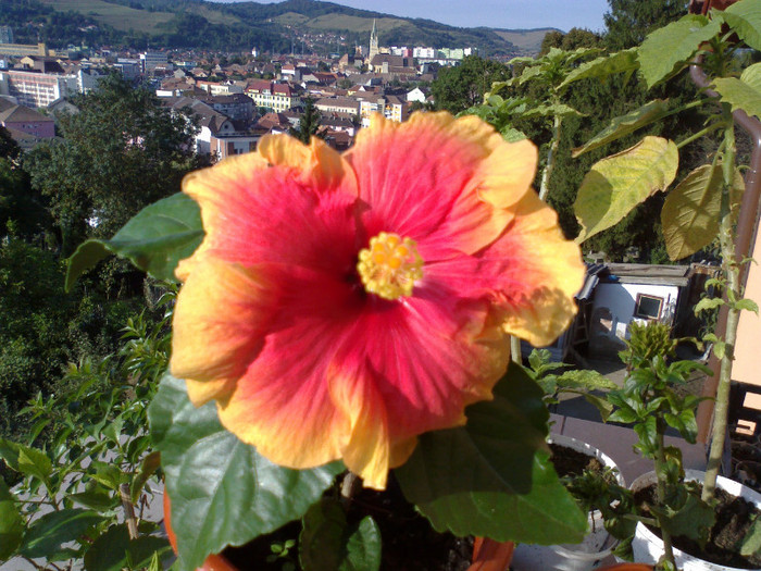 070920111109 - hibiscusi 2011