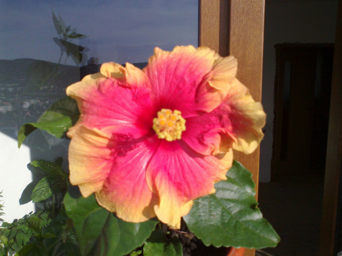 070920111110 - hibiscusi 2011