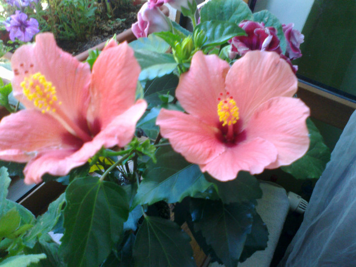 280820111062 - hibiscusi 2011