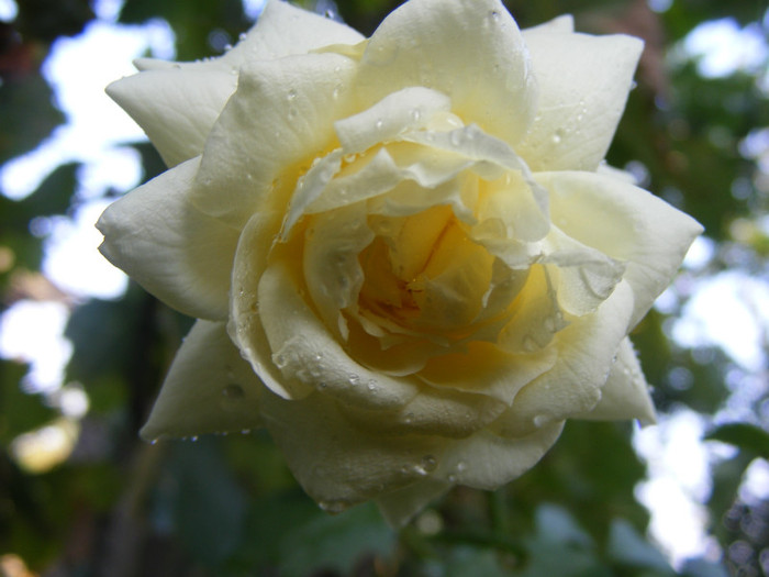 Tchaikovski; Floribunda-shrub(arbust),floare mare,peste 41 petale,parfum usor(2-3 din 5 puncte),h 1,5-1,85m
