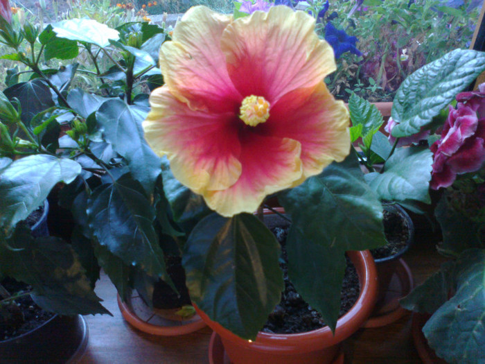 300820111064 - hibiscusi 2011