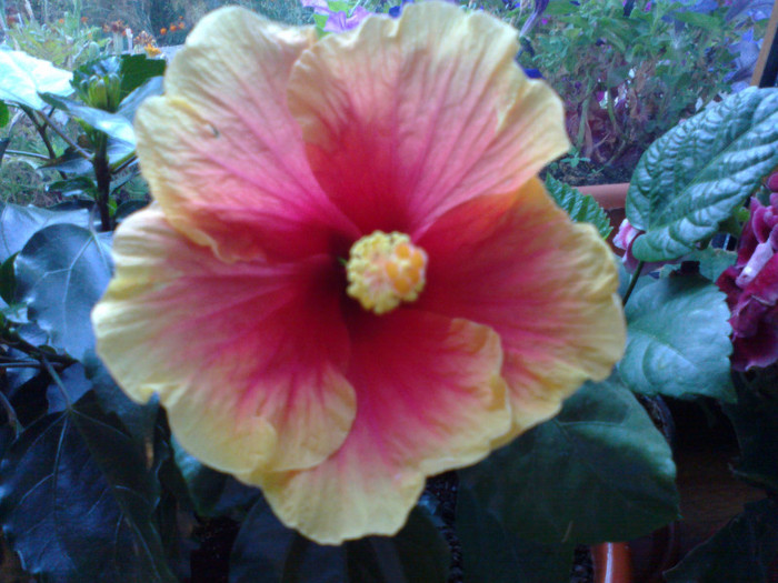 300820111065 - hibiscusi 2011