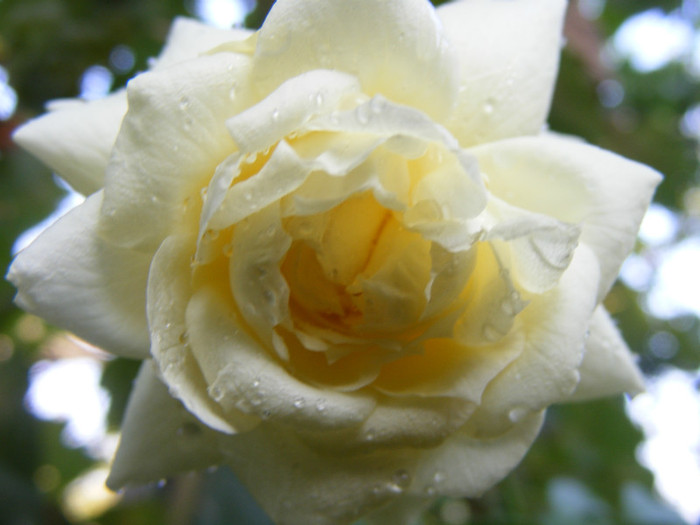 Tchaikovski; Floribunda-shrub(arbust),floare mare,peste 41 petale,parfum usor(2-3 din 5 puncte),h 1,5-1,85m
