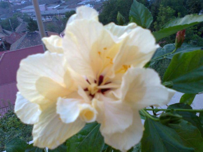 310820111067 - hibiscusi 2011