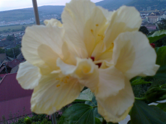 multumesc codruta! - hibiscusi 2011