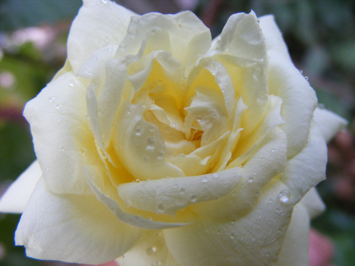 Tchaikovski; Floribunda-shrub(arbust),floare mare,peste 41 petale,parfum usor(2-3 din 5 puncte),h 1,5-1,85m
