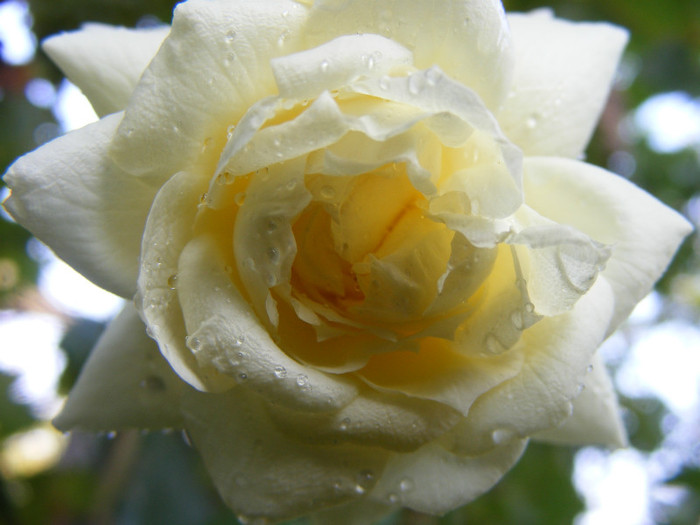 Tchaikovski; Floribunda-shrub(arbust),floare mare,peste 41 petale,parfum usor(2-3 din 5 puncte),h 1,5-1,85m
