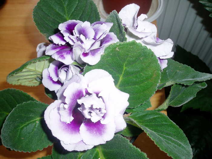 7,5 lei - Dedeman - flori 2011