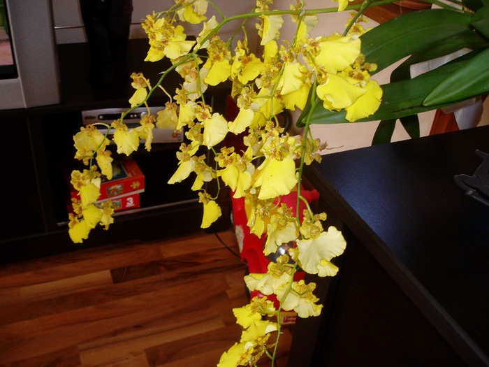 incepe sa se paleasca - flori 2011