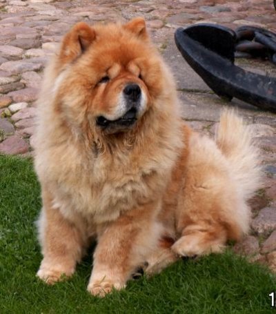 chowchow - 1-Rasele de caine favorite-1