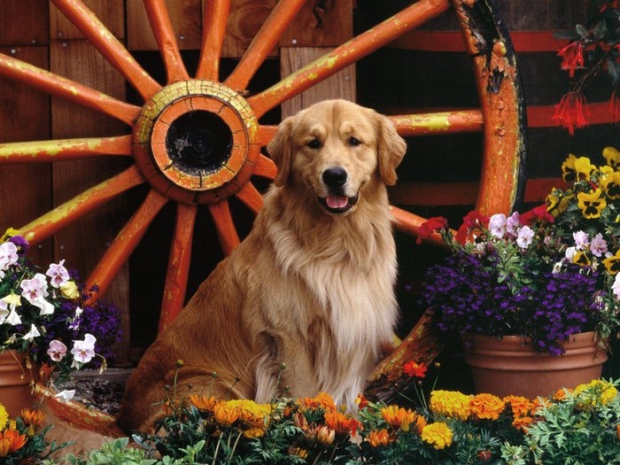 Golden_Retriever_Dogs