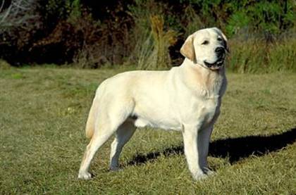 Labradoru golden - 1-Rasele de caine favorite-1