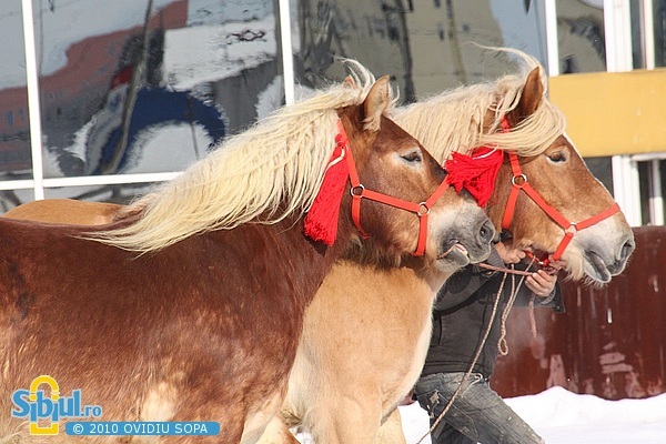 2-expozitie-de-cai-sibiu-2010-1428797280[1] - sibiu expozitie