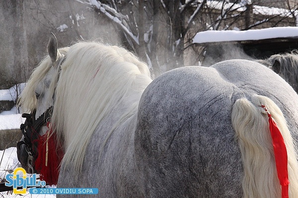 2-expozitie-de-cai-sibiu-2010-1546635188[1]
