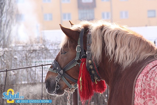 2-expozitie-de-cai-sibiu-2010-1922622108[1]