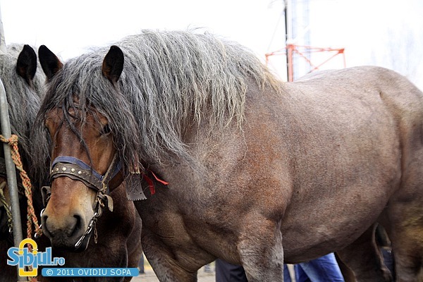 2-expozitie-de-cai-sibiu-2011-23596162[2]