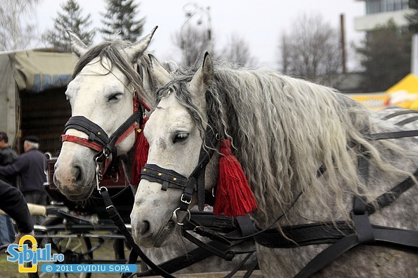 2-expozitie-de-cai-sibiu-2011-328632239[2]