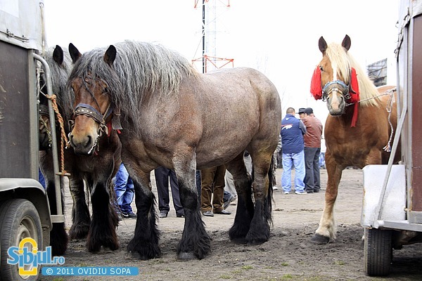 2-expozitie-de-cai-sibiu-2011-731404097[1] - sibiu expozitie