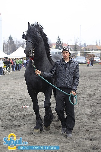 2-expozitie-de-cai-sibiu-2011-880291500[3] - sibiu expozitie