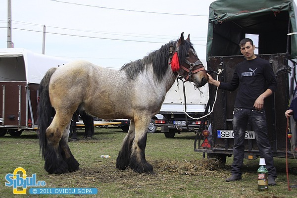 2-expozitie-de-cai-sibiu-2011-1030303241[2]
