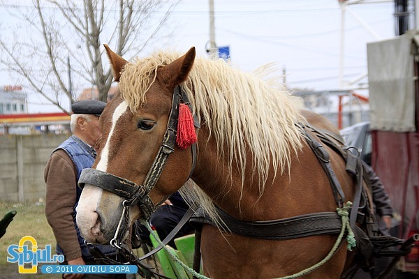 2-expozitie-de-cai-sibiu-2011-1696029061[1]