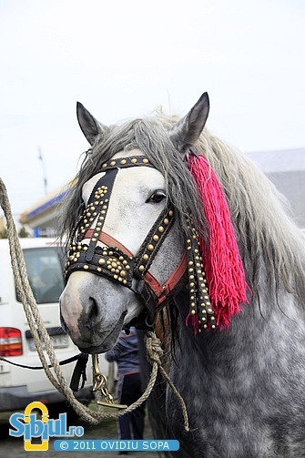 2-expozitie-de-cai-sibiu-2011-1894138791[1]