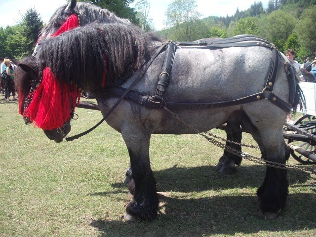 270162_234091176611234_100000310592644_817754_5445056_n