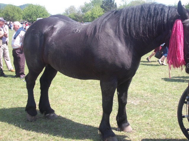 270169_234091099944575_100000310592644_817752_1657471_n