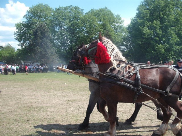 271177_234090673277951_100000310592644_817738_6601134_n - expo la bucsoaia
