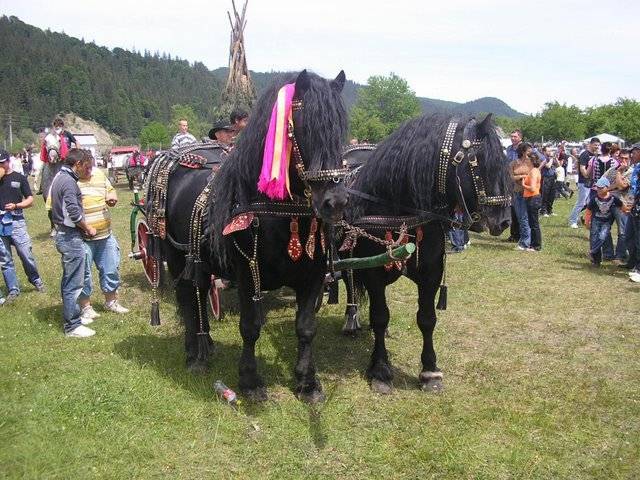 OIGKZCPLSRHNBYJICAH[1]