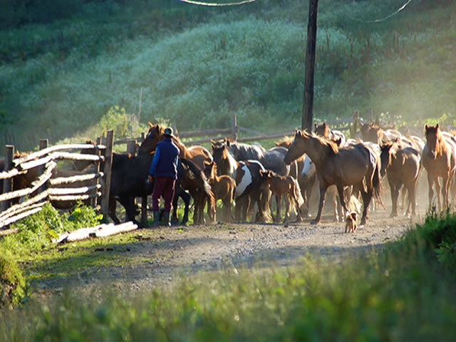 herghelia-lucina-bucovina-1[1]