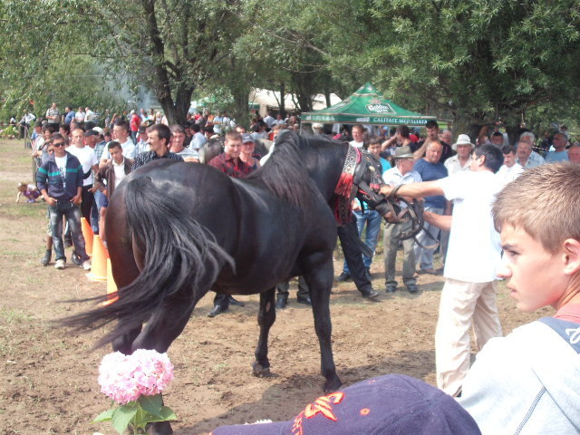 42215184_CHSIBZIOY[1] - expo capu campului