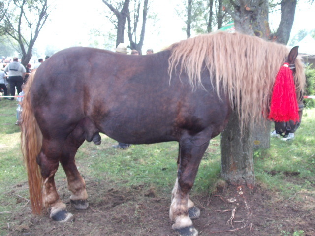 42215232_FLXTPMPCC[2]