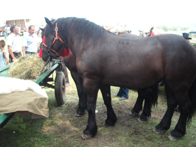 42215237_GPAJEKVWW[2]