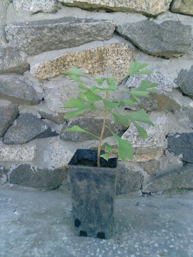 P290811_12.23; gingko biloba
