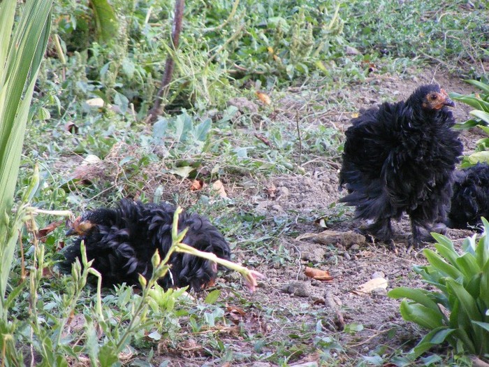 DSCF8469 - cochinchina frezati pitici