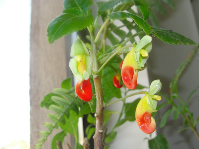 impatiens niamniamensis - C-plante de la planten centrum exotica