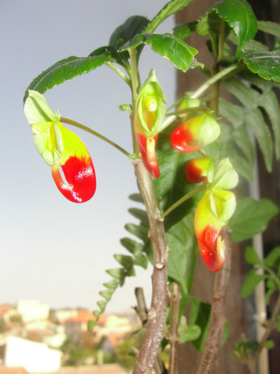 impatiens niamniamensis