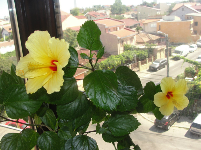 hibi galben simplu cu ochi rosu - C-hibiscus 2011- 1